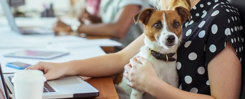 Hund im Büro